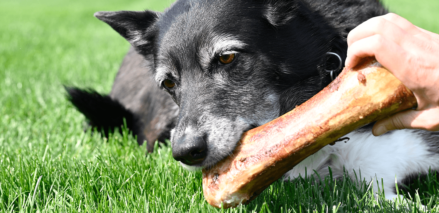 Dog enjoying a natural chew
